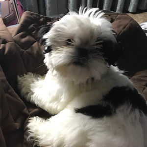 Meet your Posher, Joy